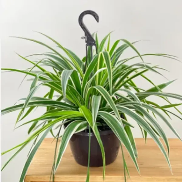 Green_Premium_Perfect_For_Adding_Beauty_Spider_Plant
