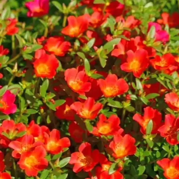 Orange_Portulaca_Plant_Hanging_Plant