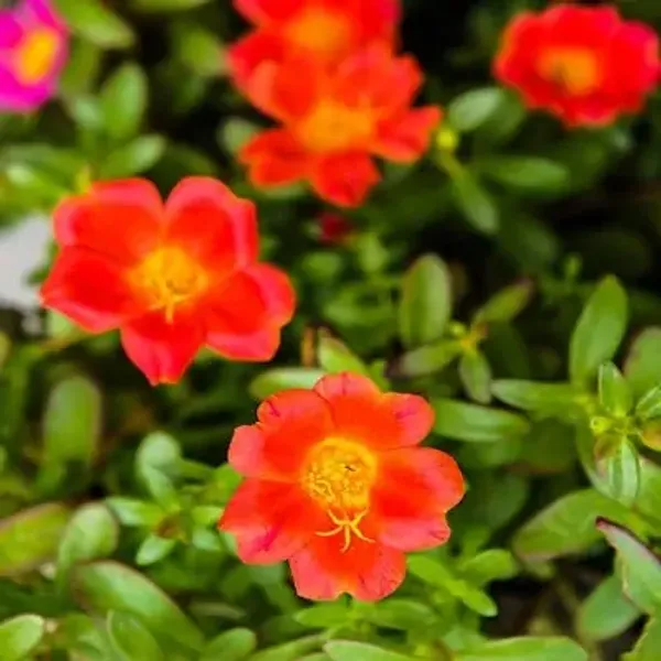 Orange_Portulaca_Plant_Hanging_Plant