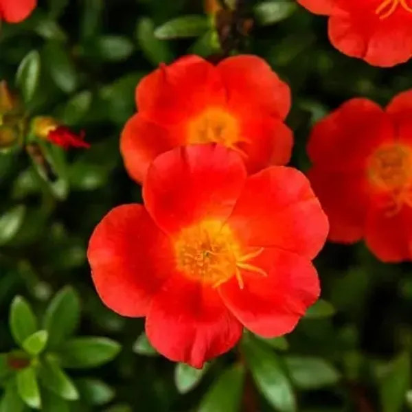 Orange_Portulaca_Plant_Hanging_Plant