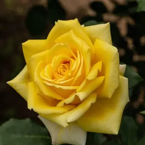 Yellow_Rose_Flower_Plant