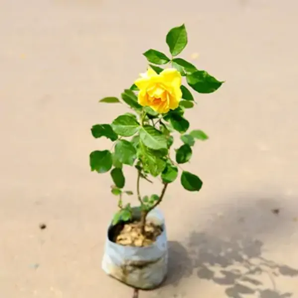 Yellow_Rose_Flower_Plant