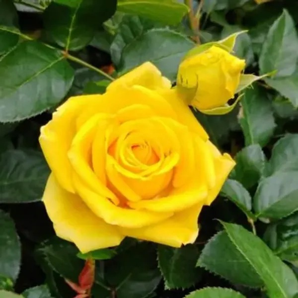 Yellow_Rose_Flower_Plant