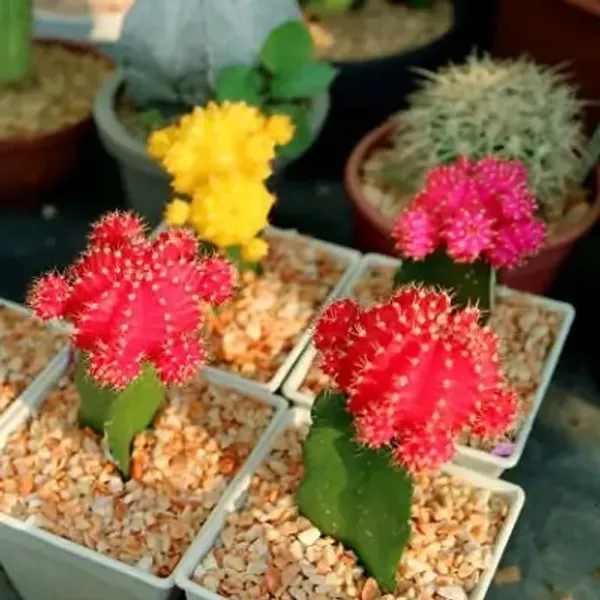 Red_Premium_Perfect_For_Adding_Beauty_Moon_Cactus