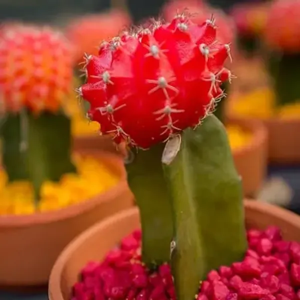 Red_Premium_Perfect_For_Adding_Beauty_Moon_Cactus