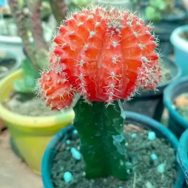 Red_Premium_Perfect_For_Adding_Beauty_Moon_Cactus