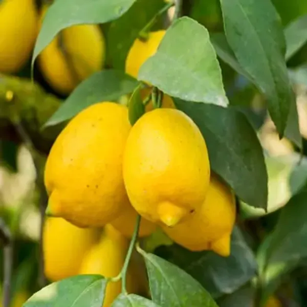 Yellow_All_Time_Thai_Pati_Lemon_Fruit_Plant