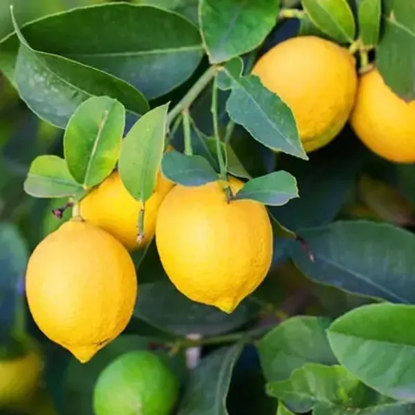 Yellow_All_Time_Thai_Pati_Lemon_Fruit_Plant