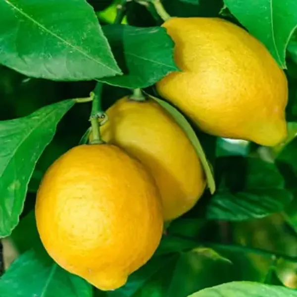 Yellow_All_Time_Thai_Pati_Lemon_Fruit_Plant
