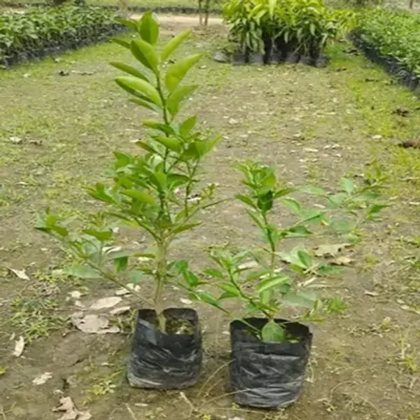 Yellow_All_Time_Thai_Pati_Lemon_Fruit_Plant
