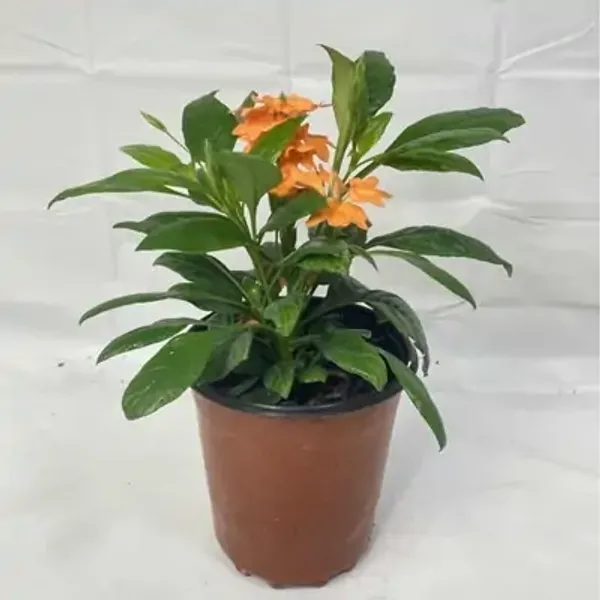 Orange_Cross_Andra_Flower_Plant