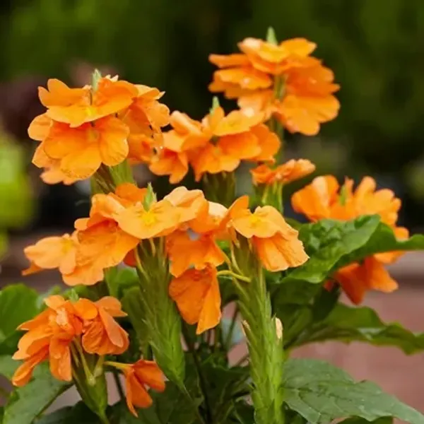 Orange_Cross_Andra_Flower_Plant