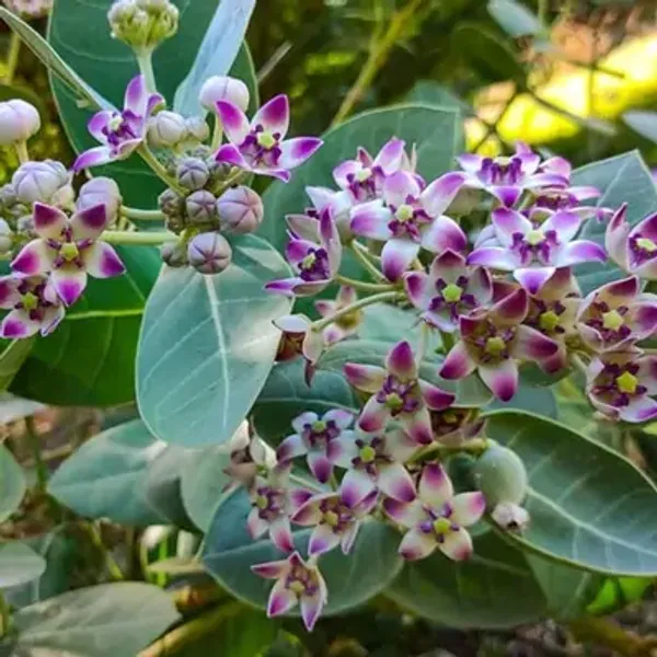 Pink_Sweet_Akanda_Flower_Plant