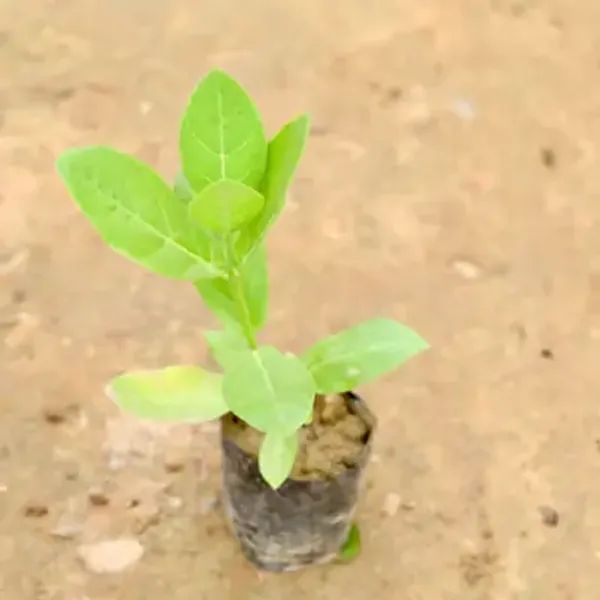 Pink_Sweet_Akanda_Flower_Plant