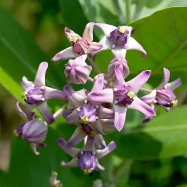 Pink_Sweet_Akanda_Flower_Plant