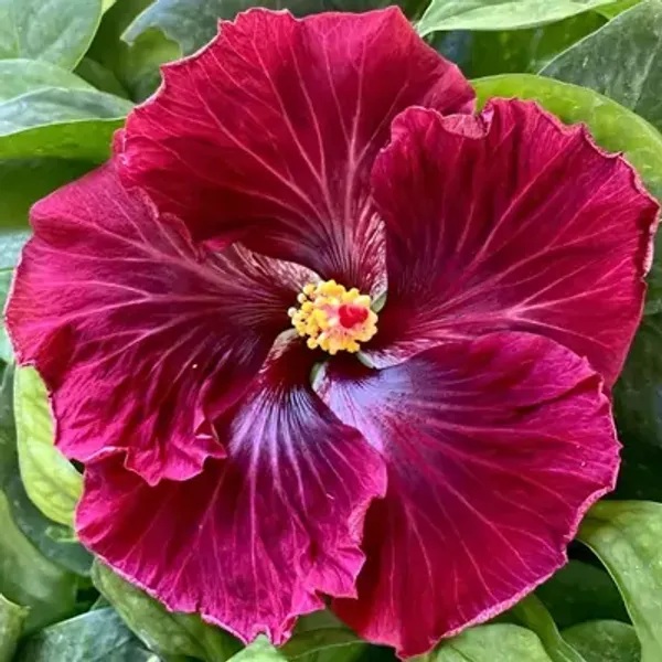 Lavender_American_Variety_Grafted_Hibiscus_Flower_Plant