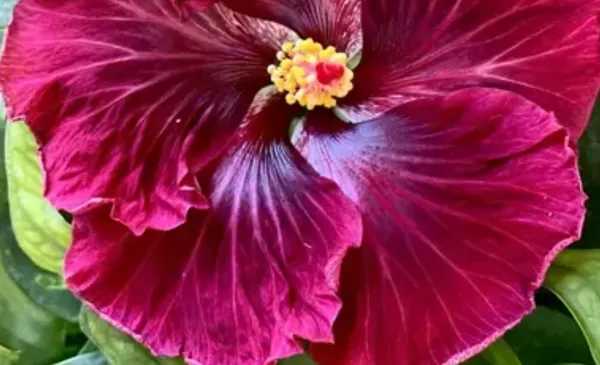 Lavender_American_Variety_Grafted_Hibiscus_Flower_Plant