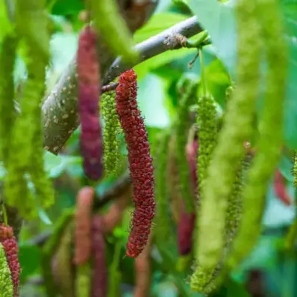 Red_Long_Mulberry_Fruit_Plant