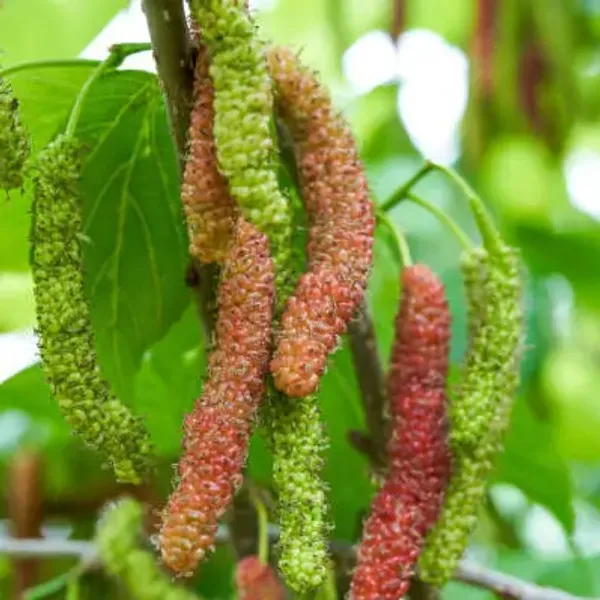 Red_Long_Mulberry_Fruit_Plant