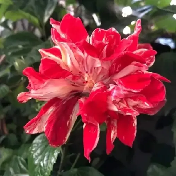 Magenta_Double_Petal_Variety_Grafted_Hibiscus_Flower_Plant