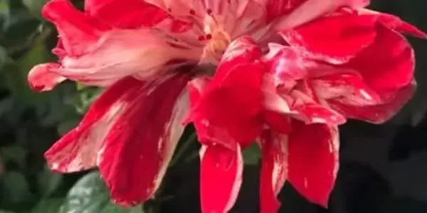 Magenta_Double_Petal_Variety_Grafted_Hibiscus_Flower_Plant