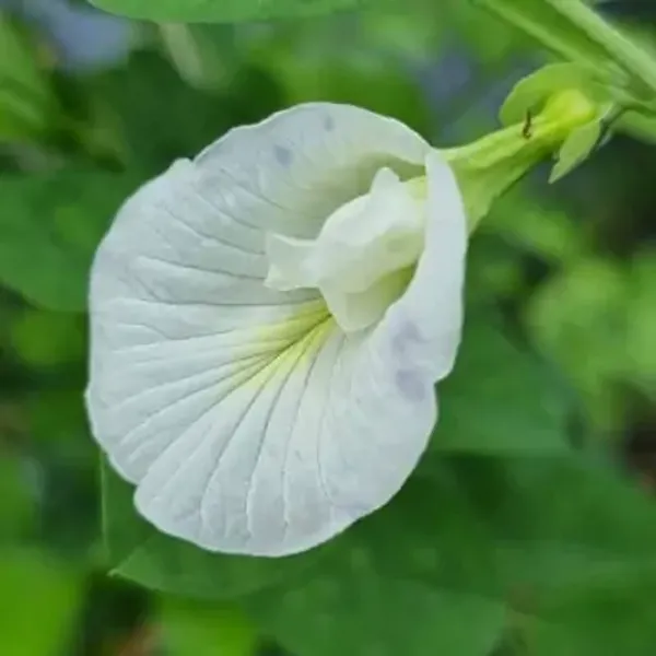 White_Aparajita_Double_Petal_Flower_Plant