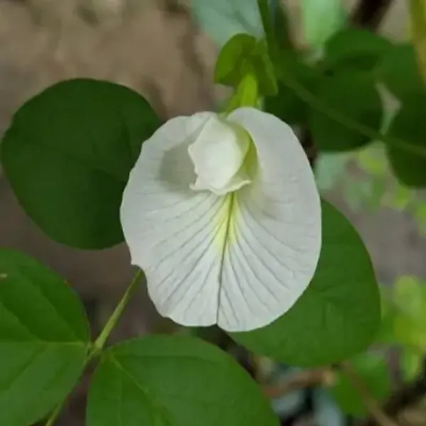 White_Aparajita_Double_Petal_Flower_Plant