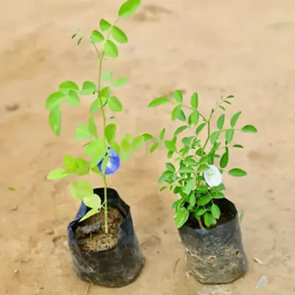 White_Aparajita_Double_Petal_Flower_Plant