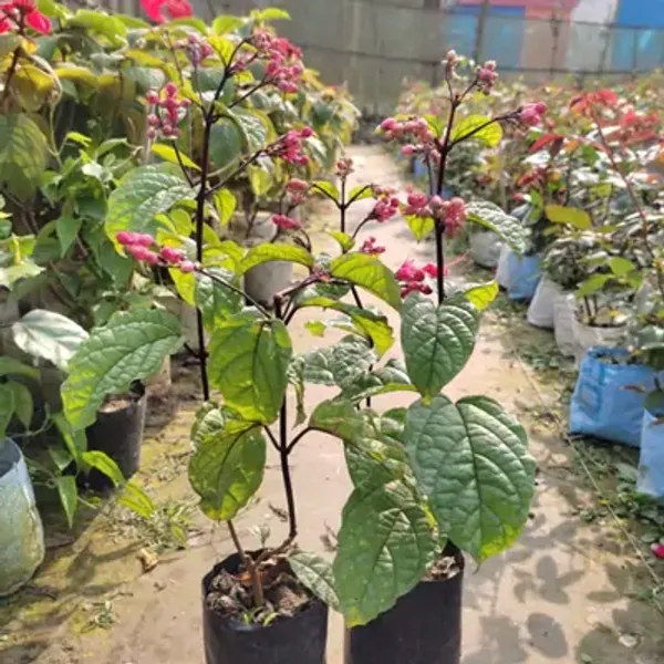 Red_Bleeding_Heart_Vine_Flower_Plant