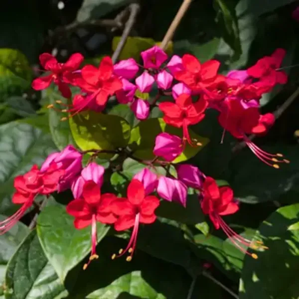 Red_Bleeding_Heart_Vine_Flower_Plant
