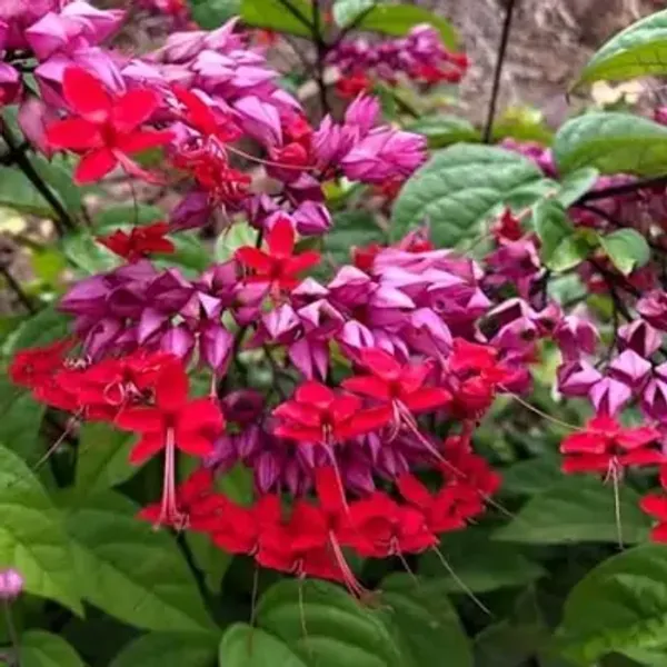 Red_Bleeding_Heart_Vine_Flower_Plant