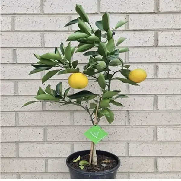 Ixora_Washington_Navel_Grafted_Lemon_Fruit_Plant