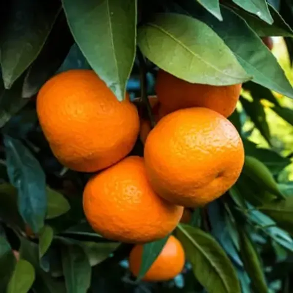 Ixora_Washington_Navel_Grafted_Lemon_Fruit_Plant