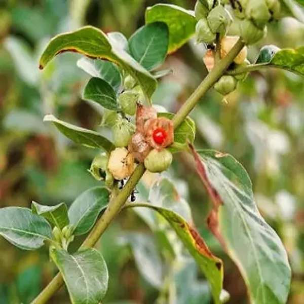 Green_Ashwagandha_Medicinal_Live_Plant