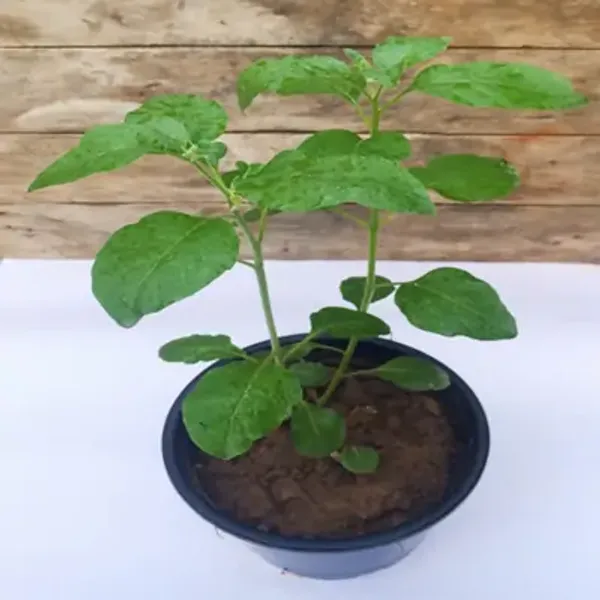 Green_Ashwagandha_Medicinal_Live_Plant