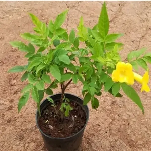 Yellow_Tecoma_Flower_Plant