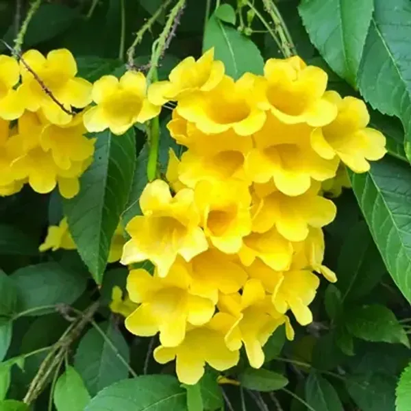 Yellow_Tecoma_Flower_Plant