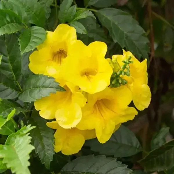 Yellow_Tecoma_Flower_Plant