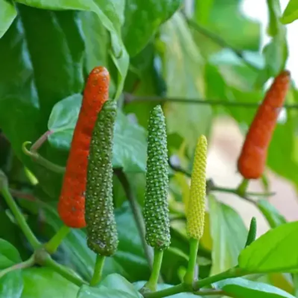Multicolor_Long_Piper_Piple_Plants