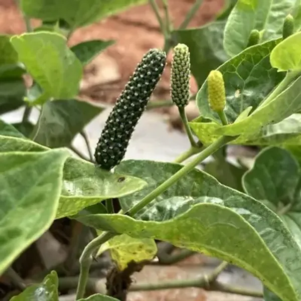Multicolor_Long_Piper_Piple_Plants
