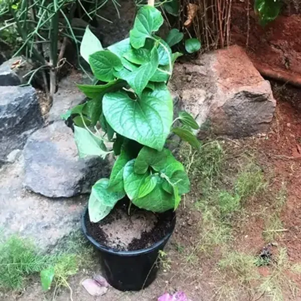 Multicolor_Long_Piper_Piple_Plants