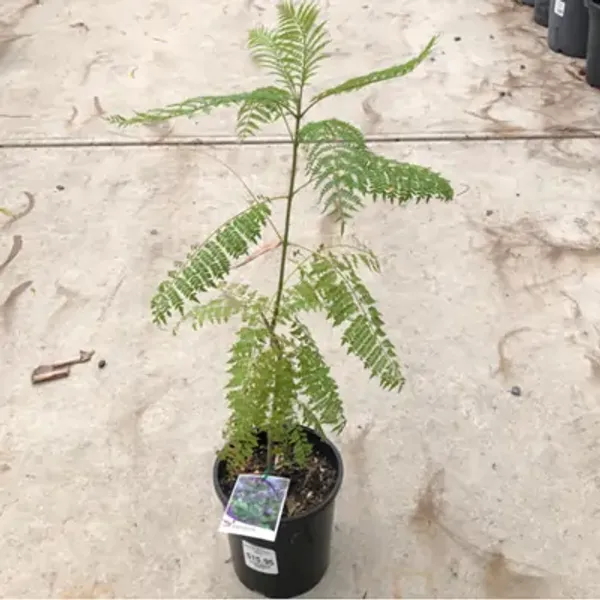 Light_Purple_Jacaranda_Mimosifolia_Flower_Plant