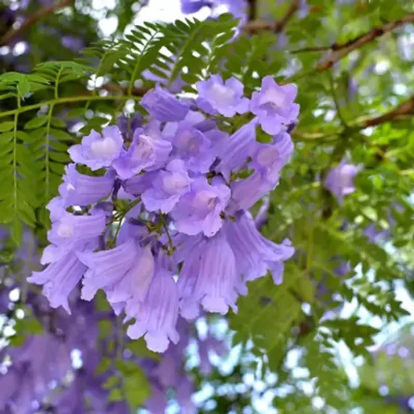 Light_Purple_Jacaranda_Mimosifolia_Flower_Plant