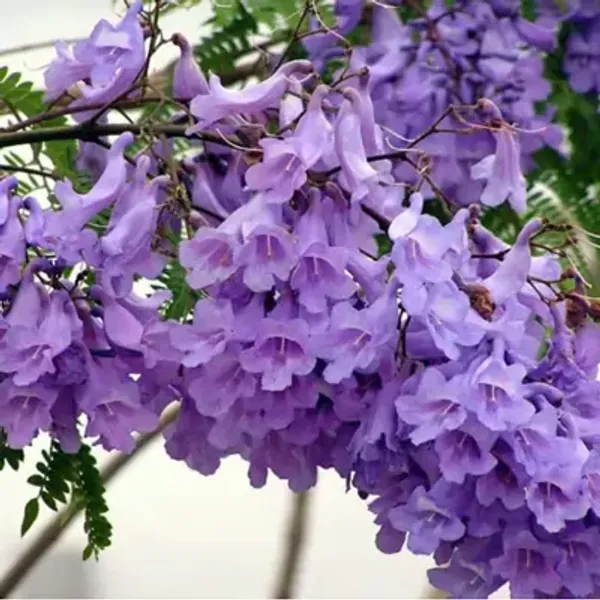 Light_Purple_Jacaranda_Mimosifolia_Flower_Plant