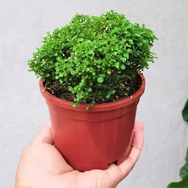 Greentable_Kamini_Live_Plant