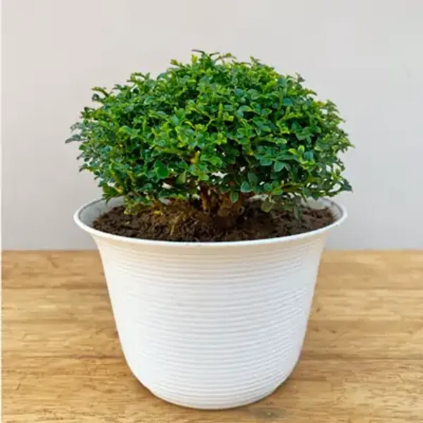 Greentable_Kamini_Live_Plant