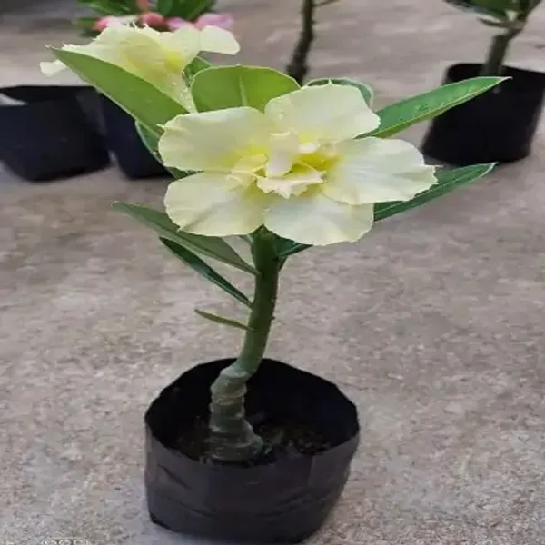Light_Yellow_Adenium_Rose_Variety_Live_Plant_Grafted