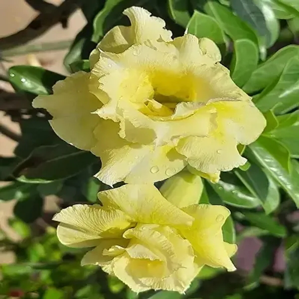 Light_Yellow_Adenium_Rose_Variety_Live_Plant_Grafted