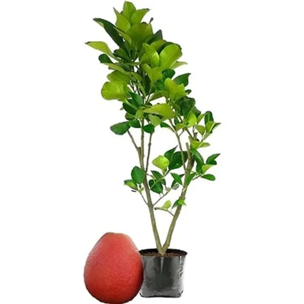Red_Pomelo_Lemon_Grafted_&_Amp_Hybrid_Fruit_Plant