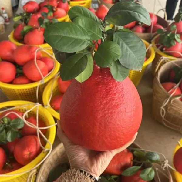 Red_Pomelo_Lemon_Grafted_&_Amp_Hybrid_Fruit_Plant